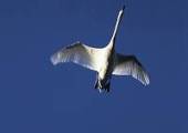 Hckerschwan