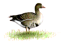 Blessgans  - copyright Reno Lottmann