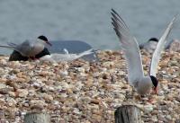 Flussseeschwalbe auf angelegter Kiesinsel