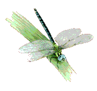 Baumfalke - copyright Reno Lottmann