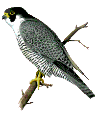 Wanderfalke - copyright Reno Lottmann