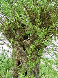 Kopfweide - ein typischer Wegesaum