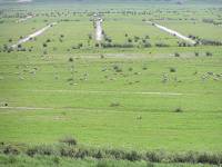 Moorhasuer Polder im Sommer