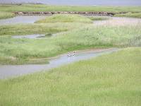 P�tte im Fedderwarder Groden